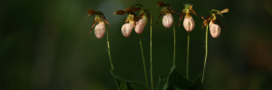 Close-up of five lady's slippers flowers.