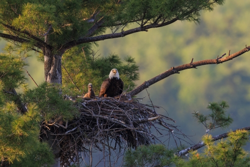 A mature bald eagle and a chick are in a nest in a tall tree.