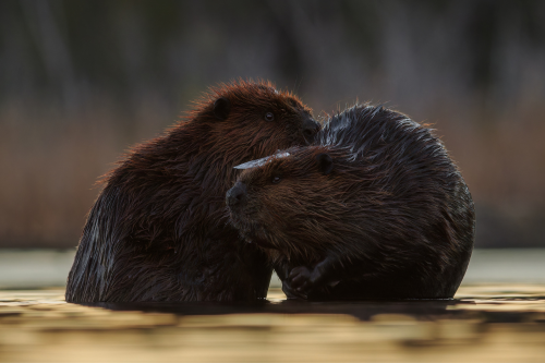 Two beavers cuddle. One has ice on its head.