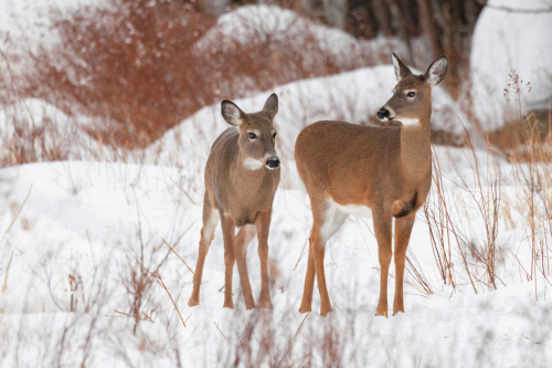 Two white tailed deer stand in a snowy landscape with bare brush.