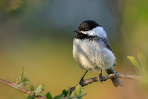 A black-capped chickadee perched on a spring tree branch.