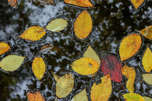 Yellow, green, and red leaves float on a dark water body.